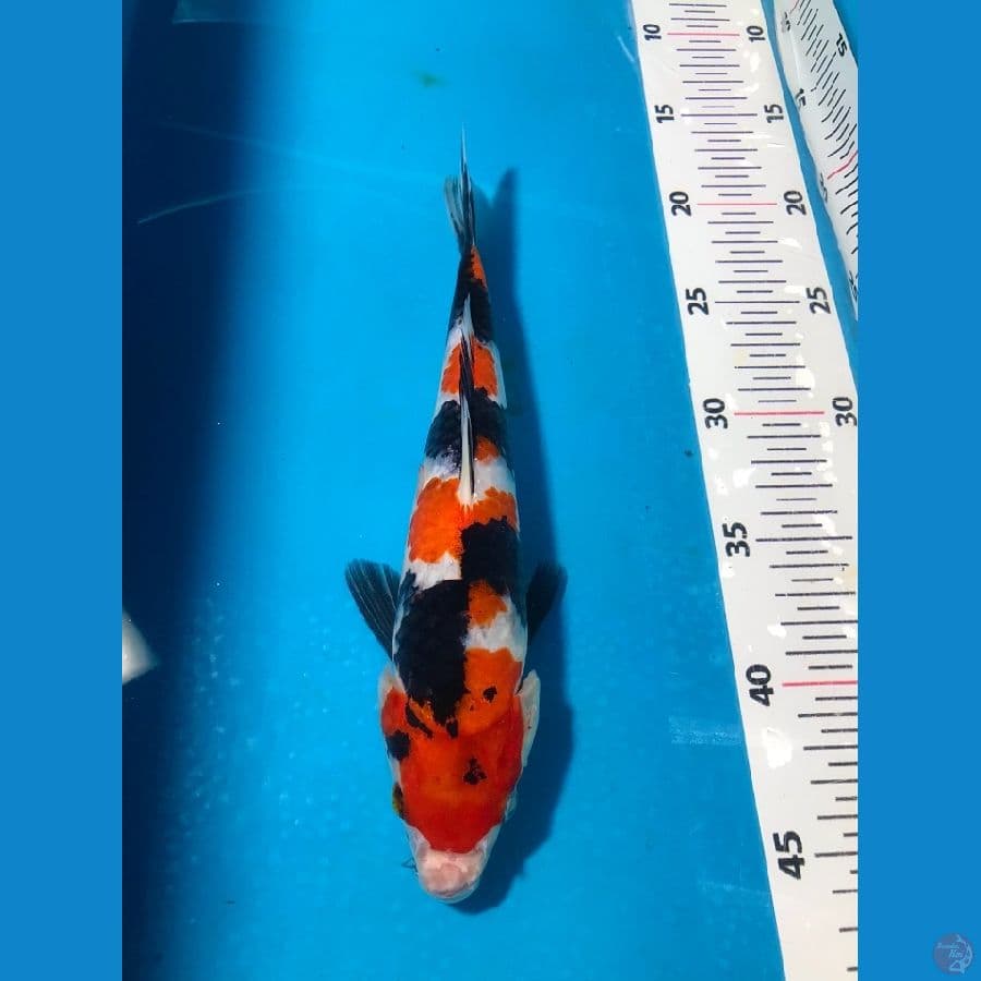 showa 25cm