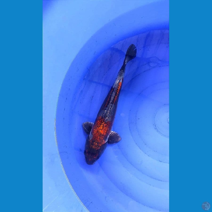 Kikkokuryu 40cm Male
