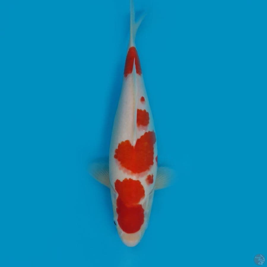 kohaku 31 cm