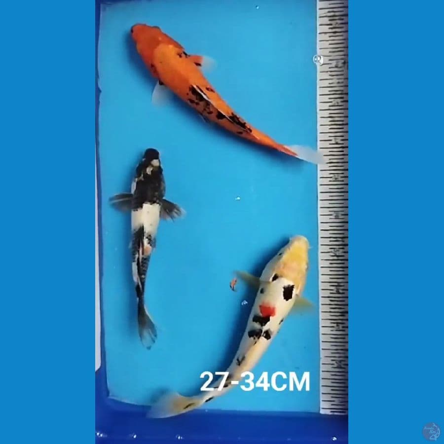 MIX 27-34CM