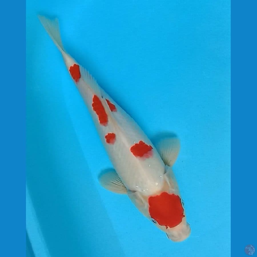 Maruten Kohaku