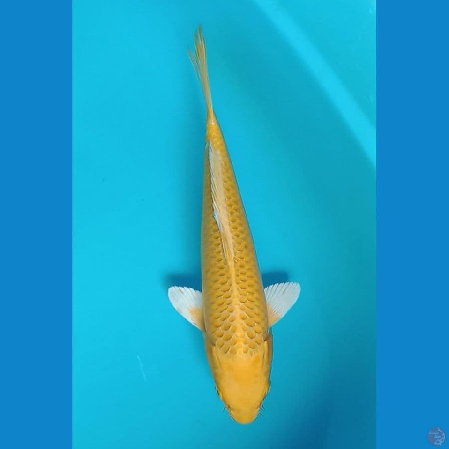 ogon