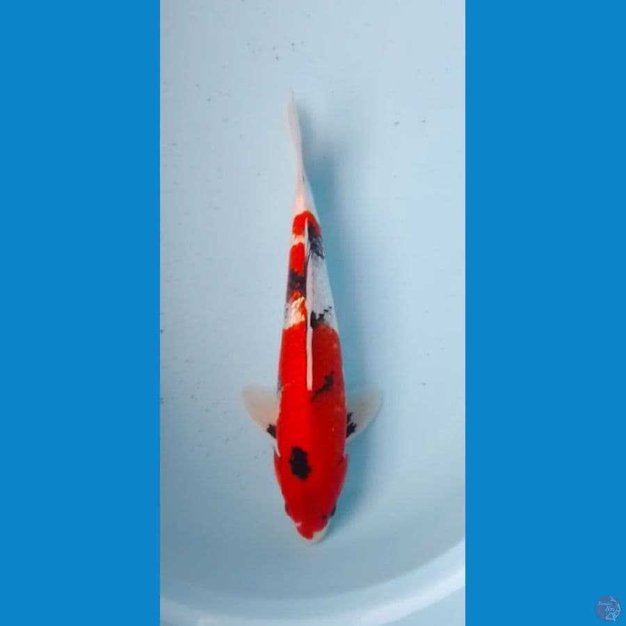 Showa Ginrin 37cm (M)
