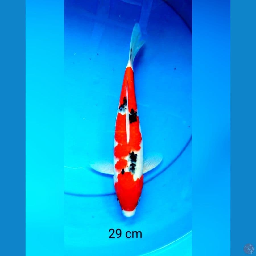 Sanke strong 29 cm