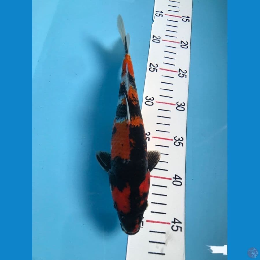 showa 26cm