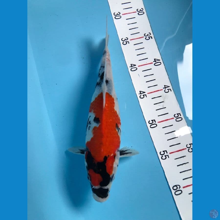 showa 26cm