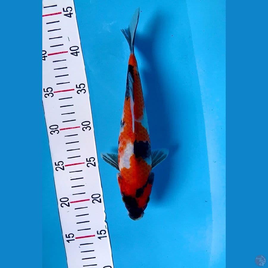 showa 25cm