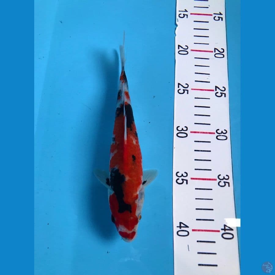 showa 20cm
