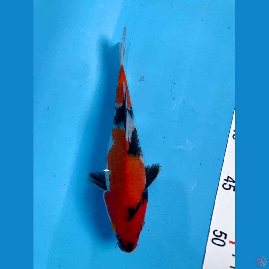 showa 20cm