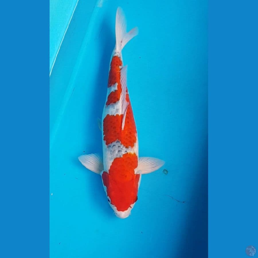 RED GOSHIKI 43 cm