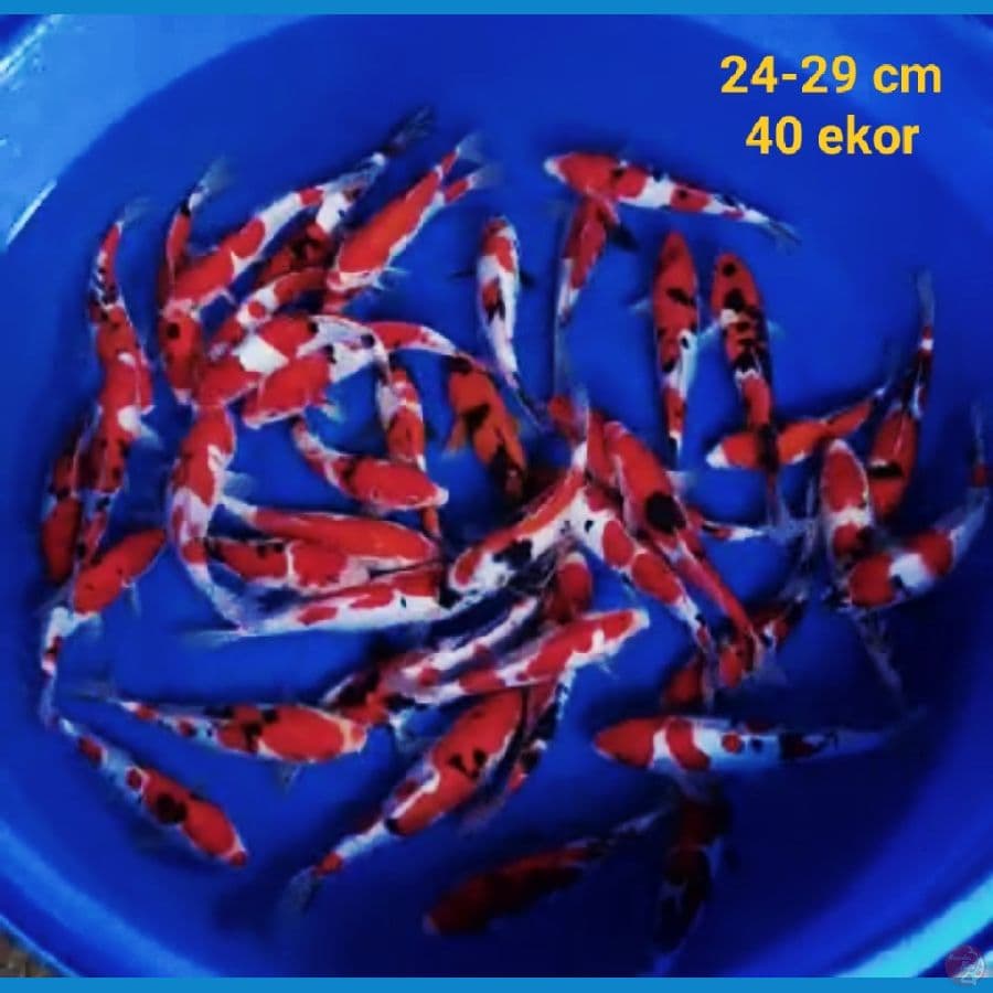 Grade A gosanke doit 24-29 cm 40 ekor