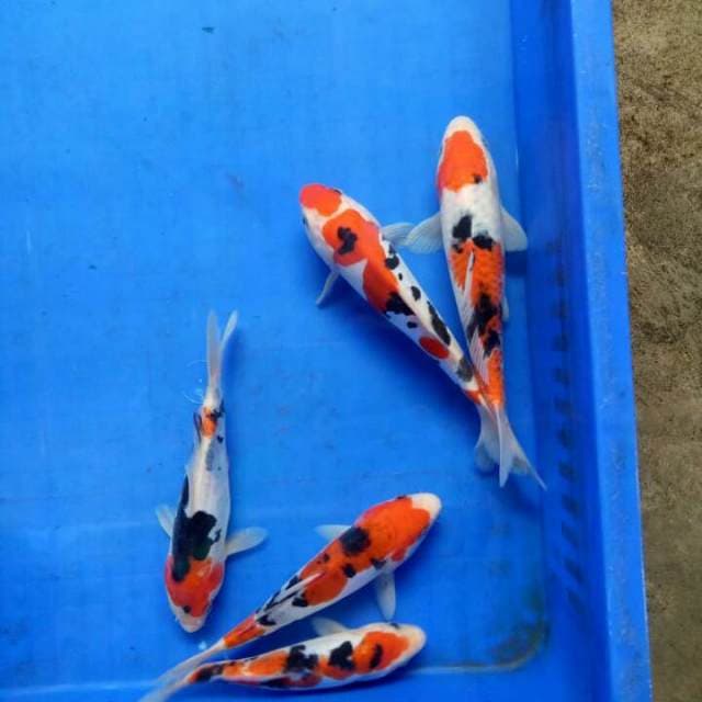 Mix 6 ekor 20cm