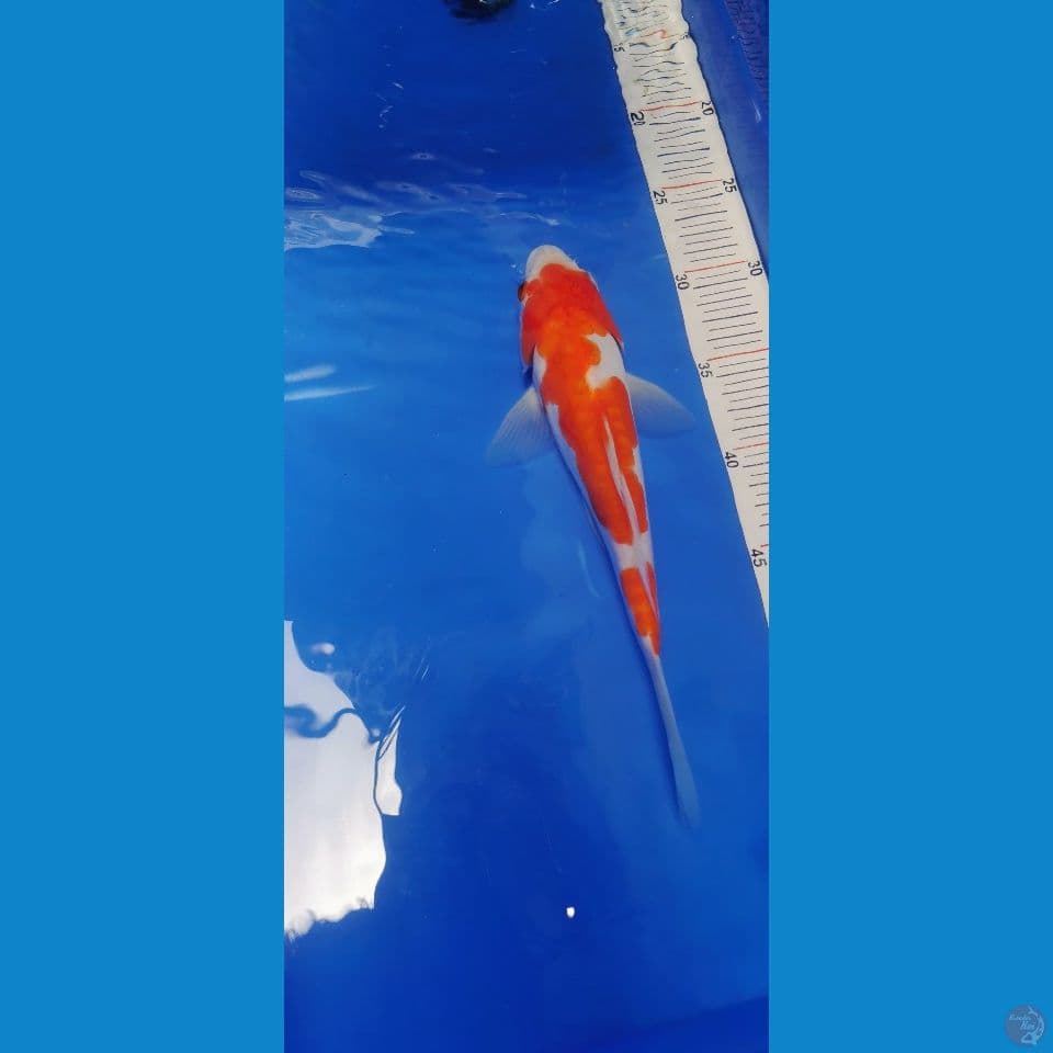 kohaku Doitsu 23 cm
