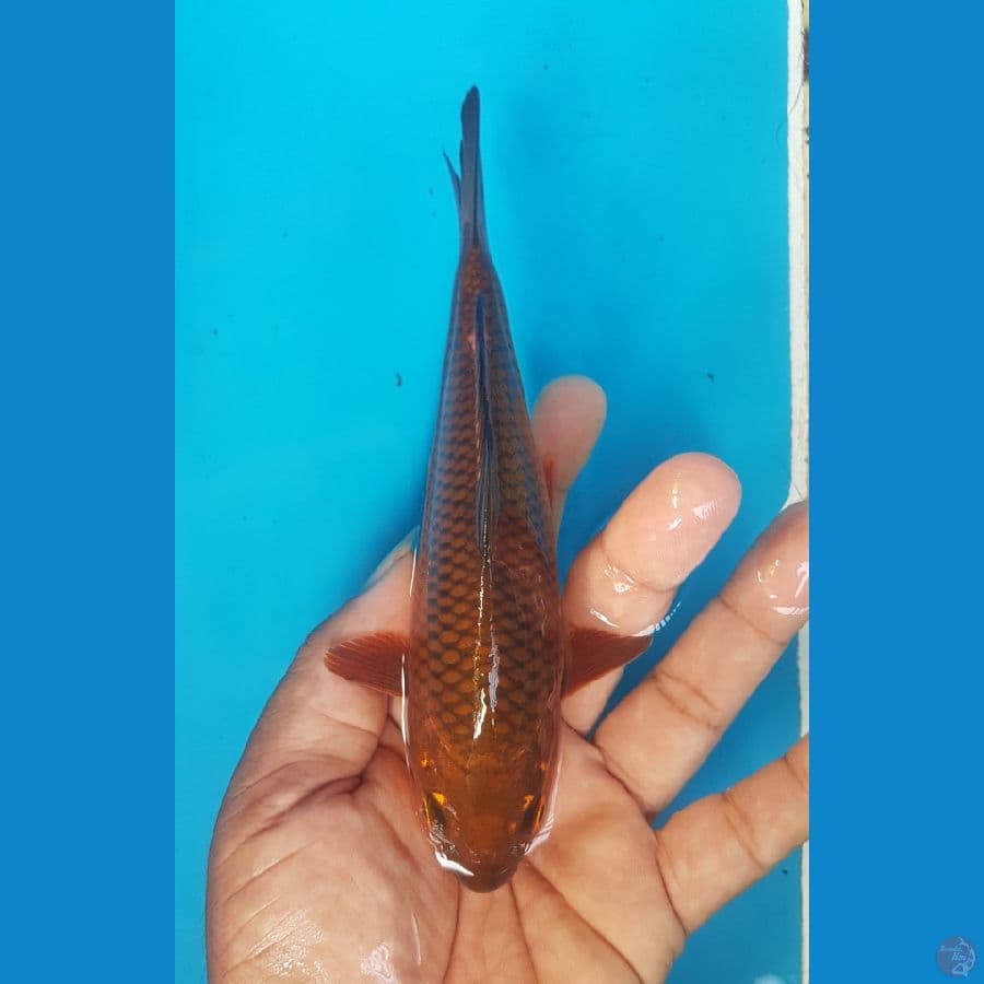 Chagoi tembaga 17cm