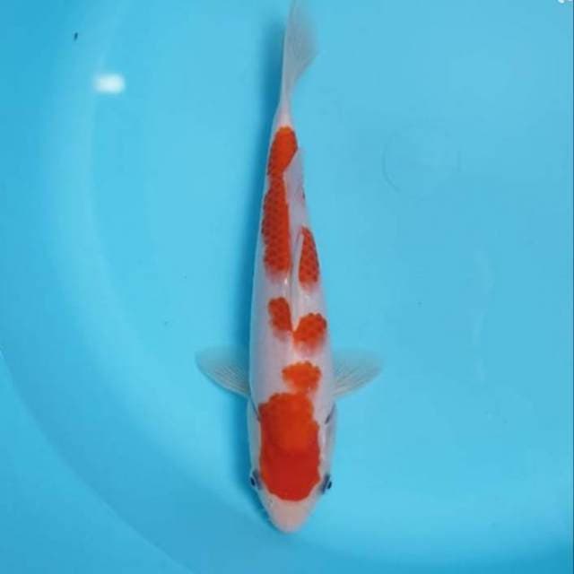 Kohaku 24 cm