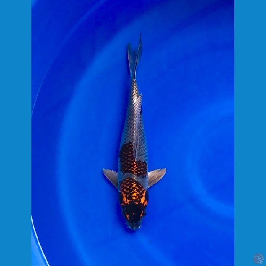 Benigingga 30cm