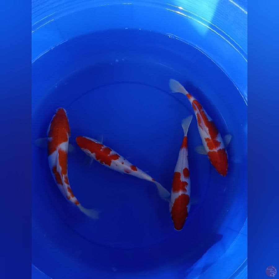 Kohaku Paket