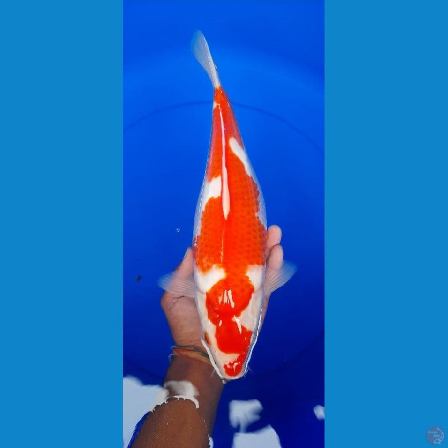 Inazuma 33cm