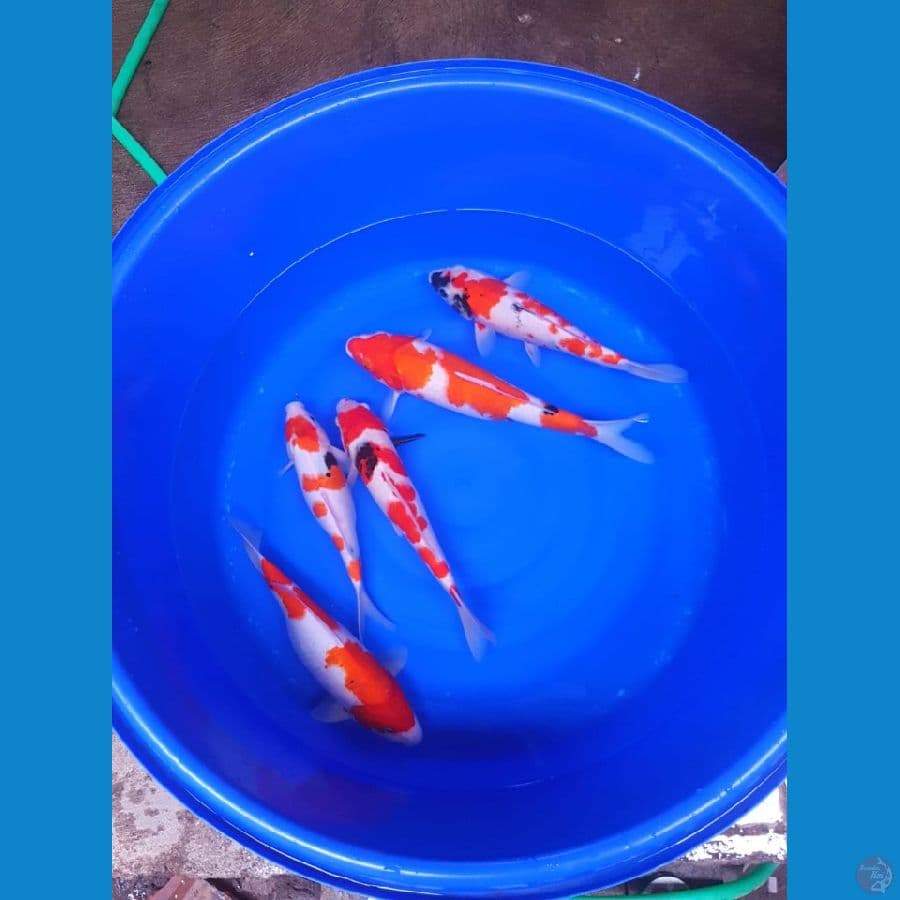 mix 5 ekor ukuran 32-40cm