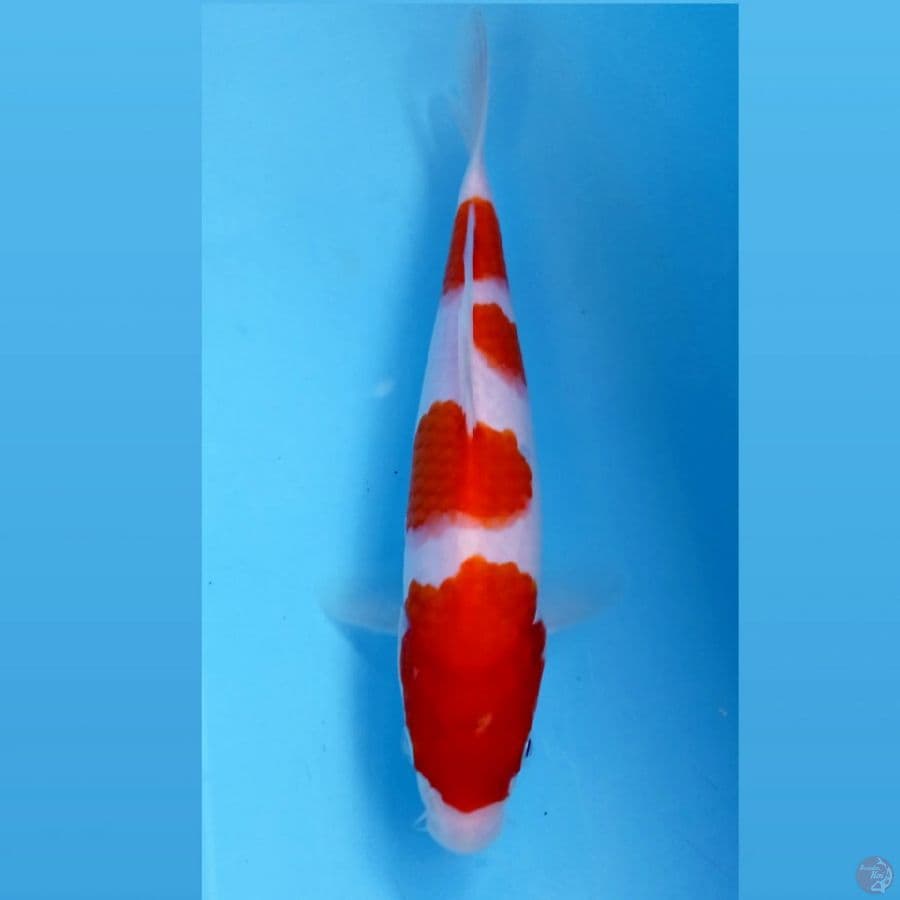 kohaku, 22 cm