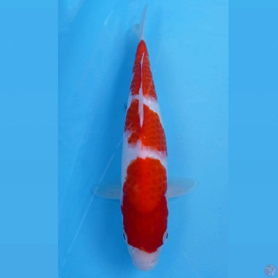 kohaku, 27 cm