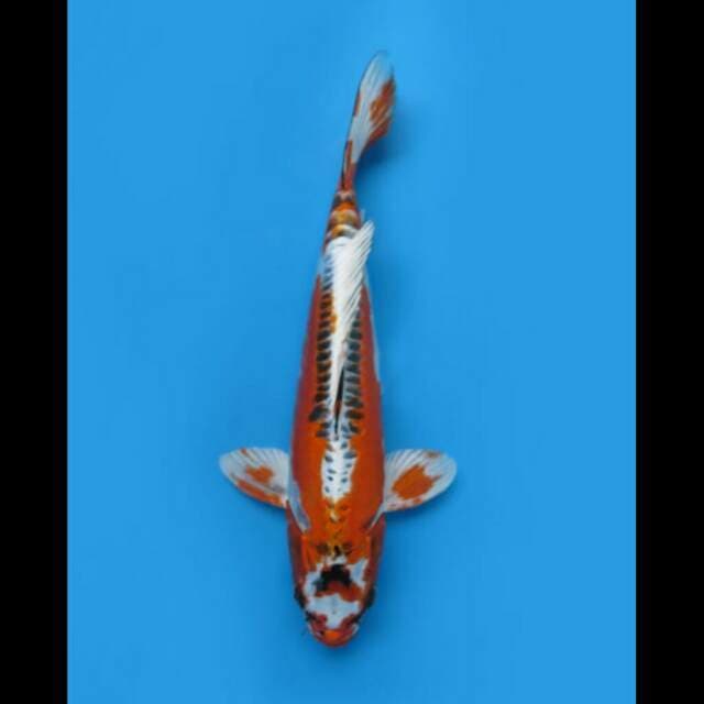 35cm - Super Kawarimono Koleksi