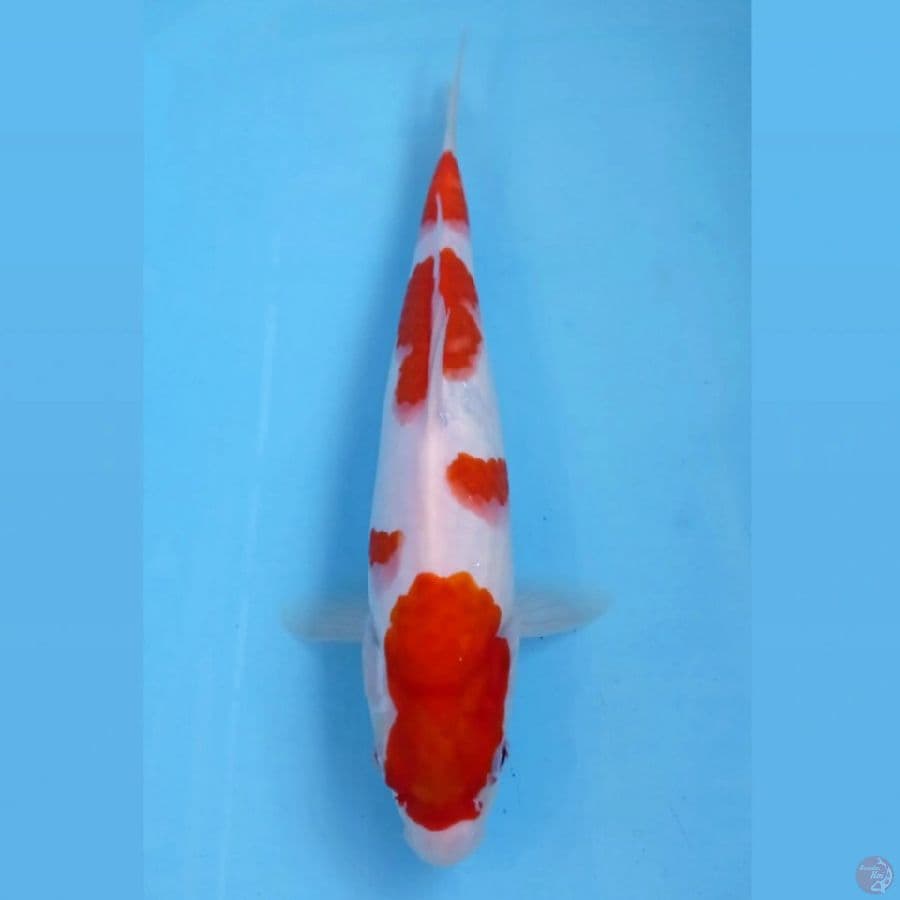 kohaku, 27 cm