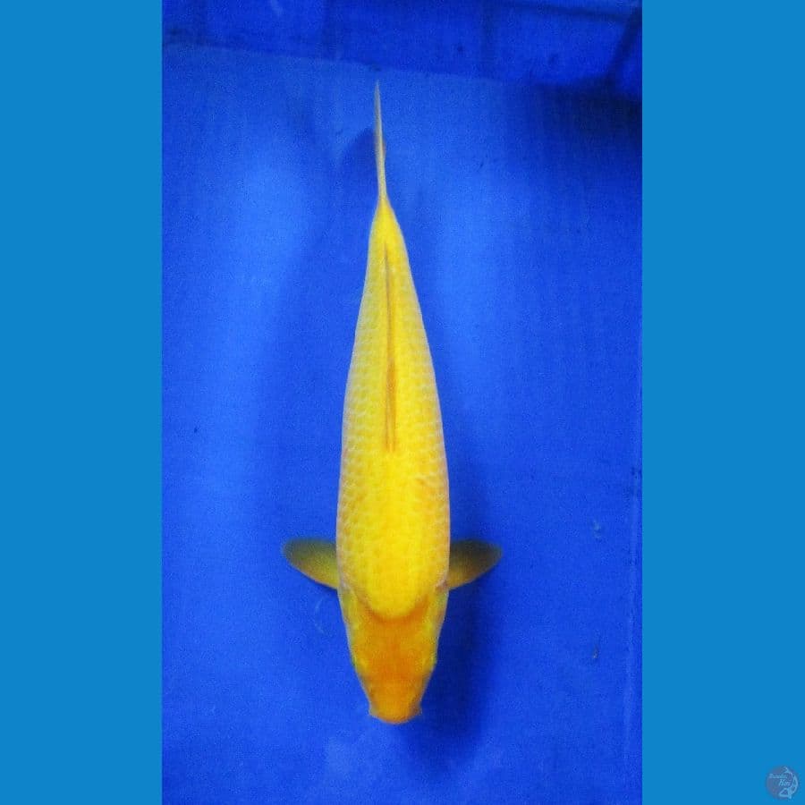 karashi ±41cm