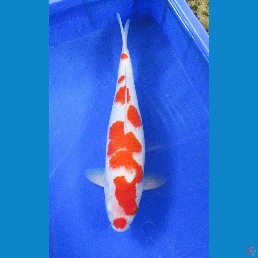 sakura kohaku ±38cm