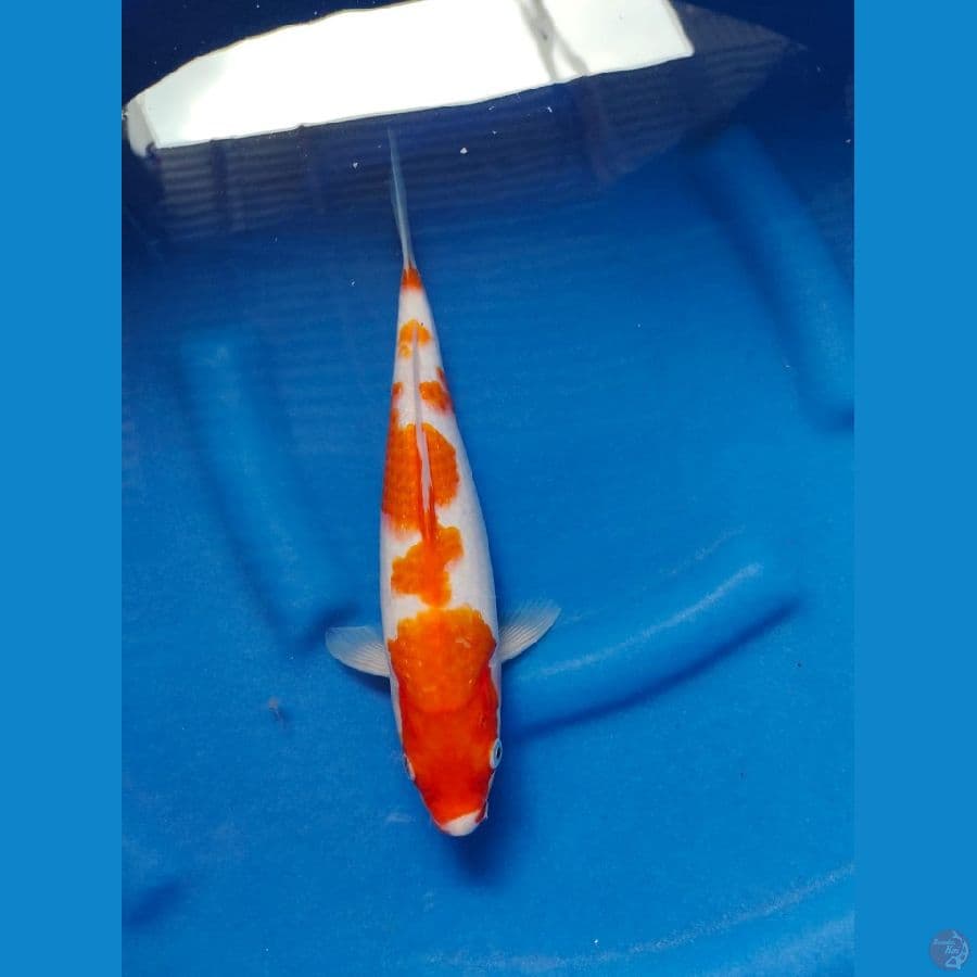 kohaku 30cm