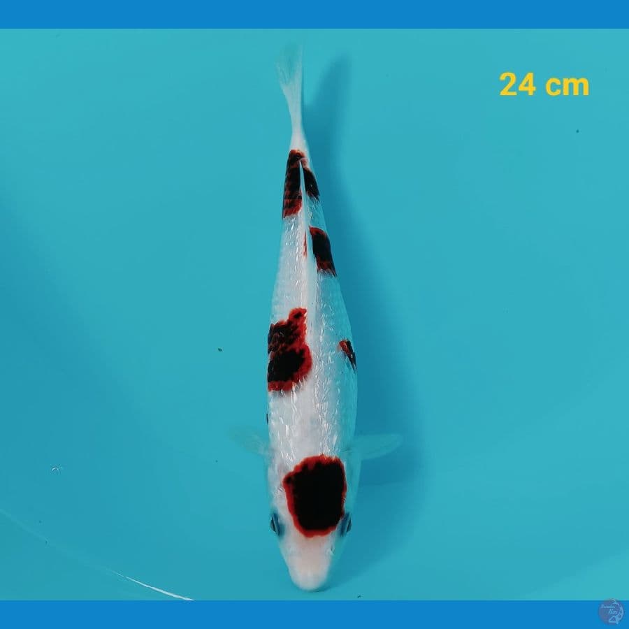 goromo ginrin 24 cm