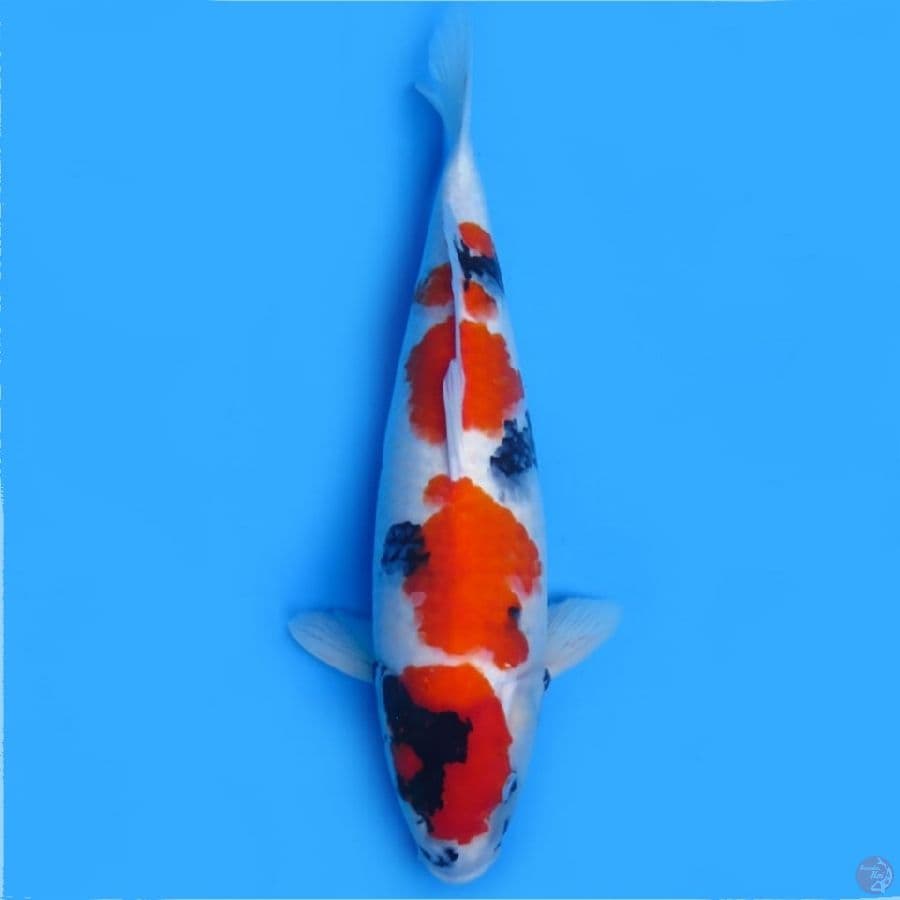 1.55bu KINDAI SHOWA TATEGOI HQ