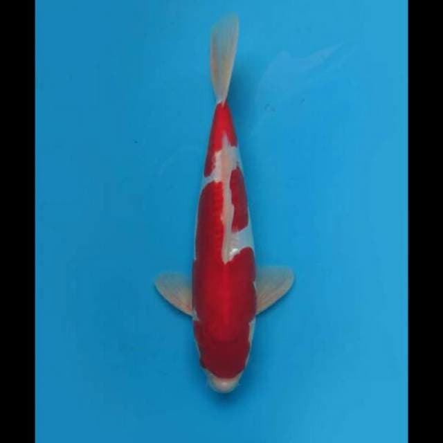 30cm Male - Super Red Kohaku Doitsu Murni