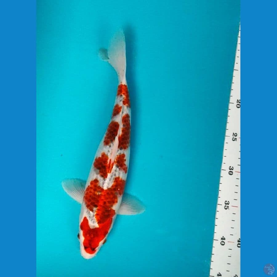 goshiki 32cm fm