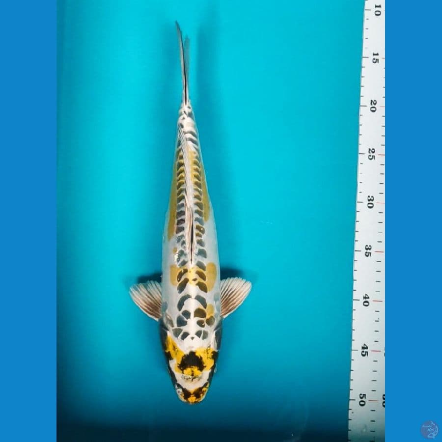 kawarimono 35cm male