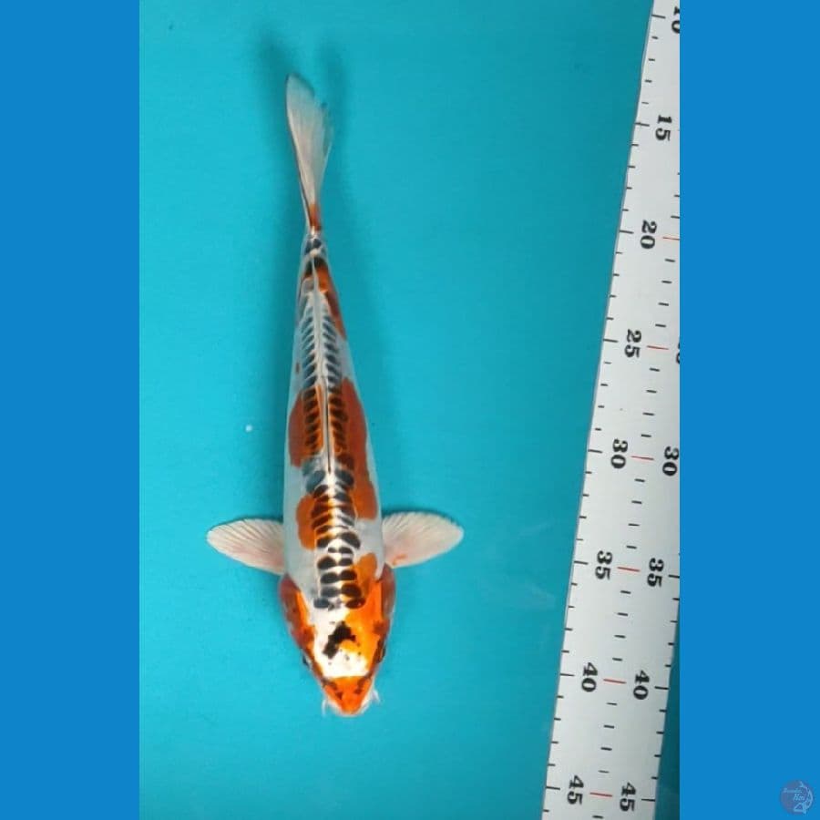 kujaku doit 25cm male