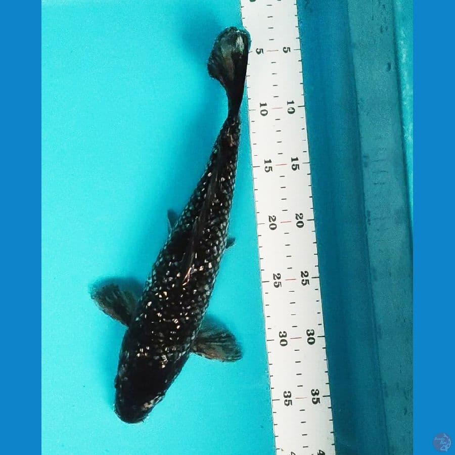 black diamond 33cm fm