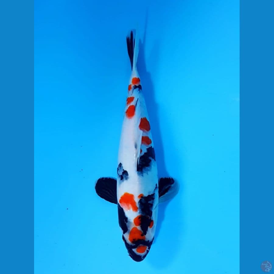 kindai showa 28cm