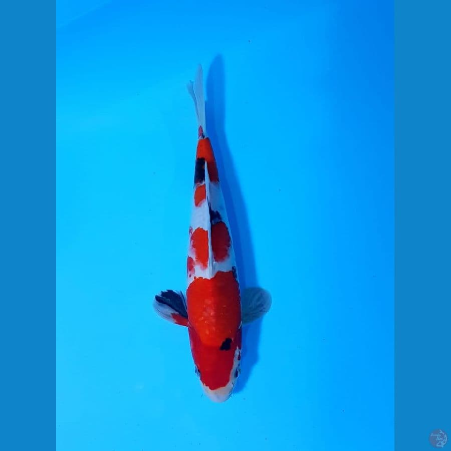 showa tategoi 28cm male