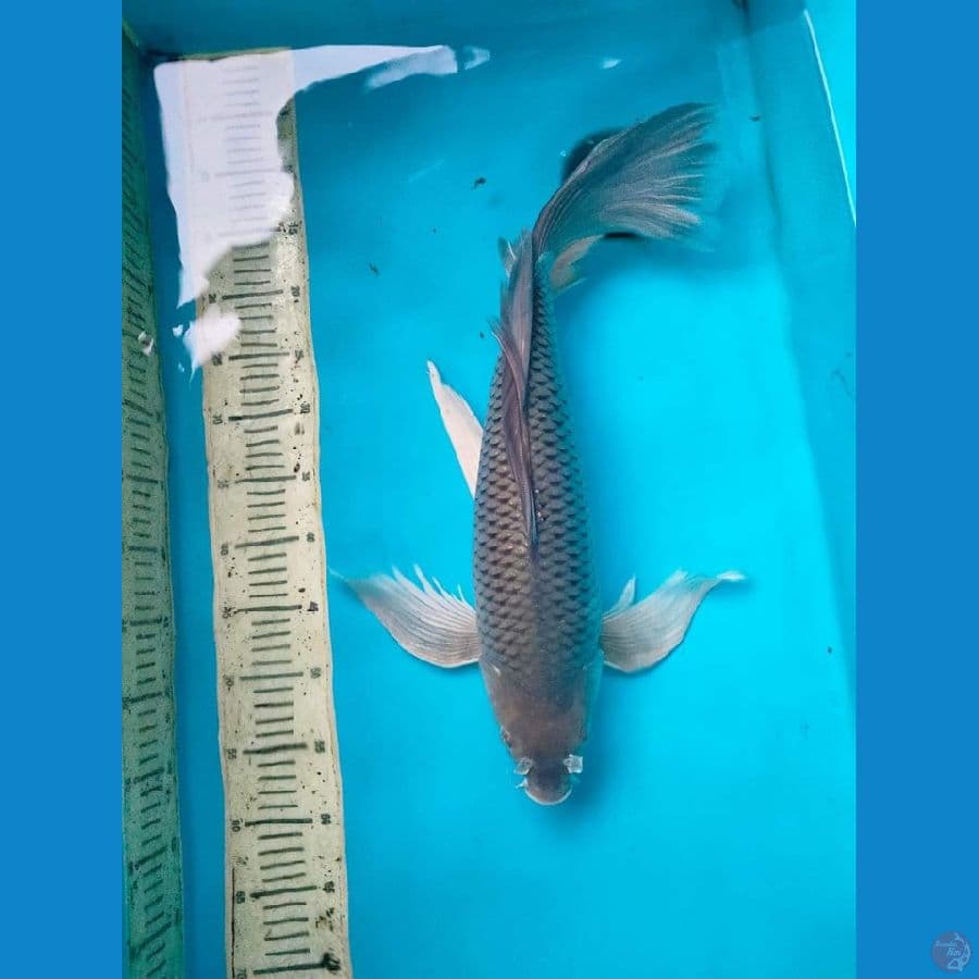 Kumpay Soragoi 55cm male