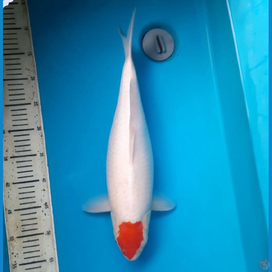 46cm Tancho Kohaku / Female