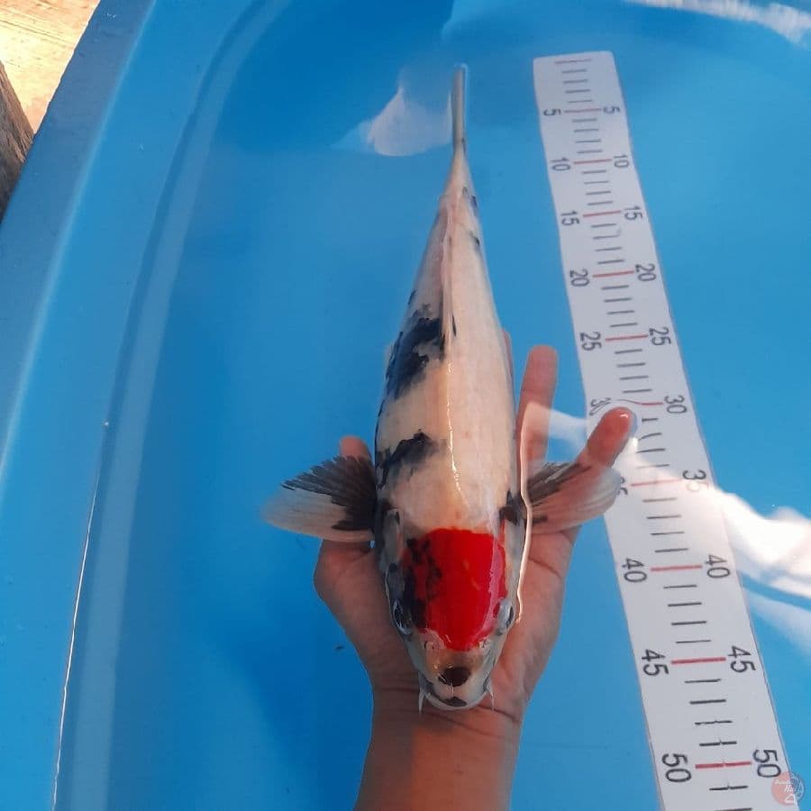 Tancho Showa 36 cm