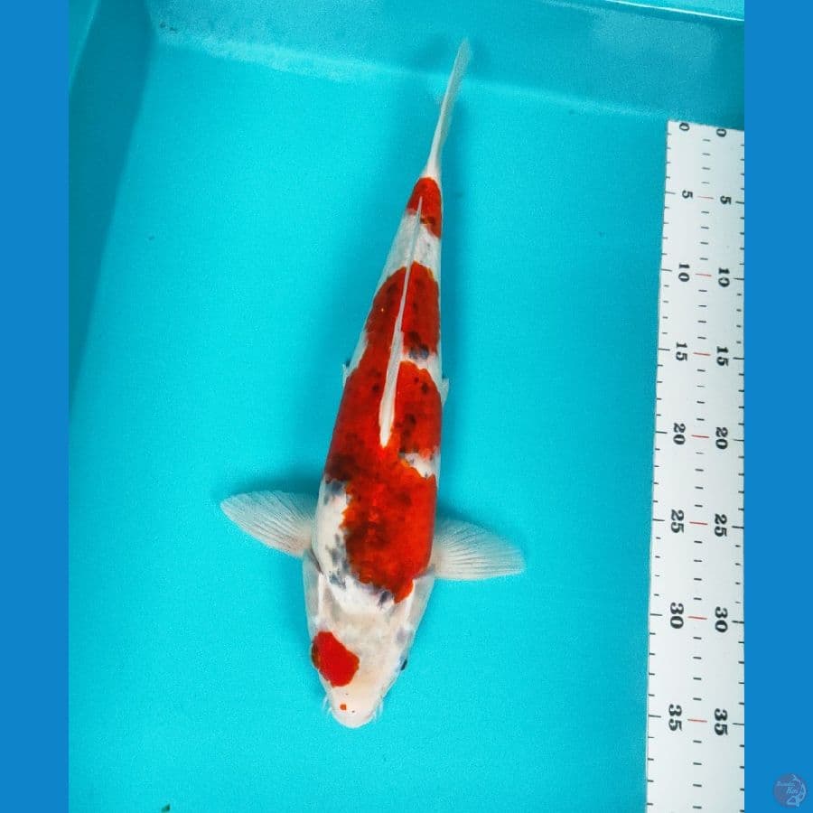goshiki 35cm male