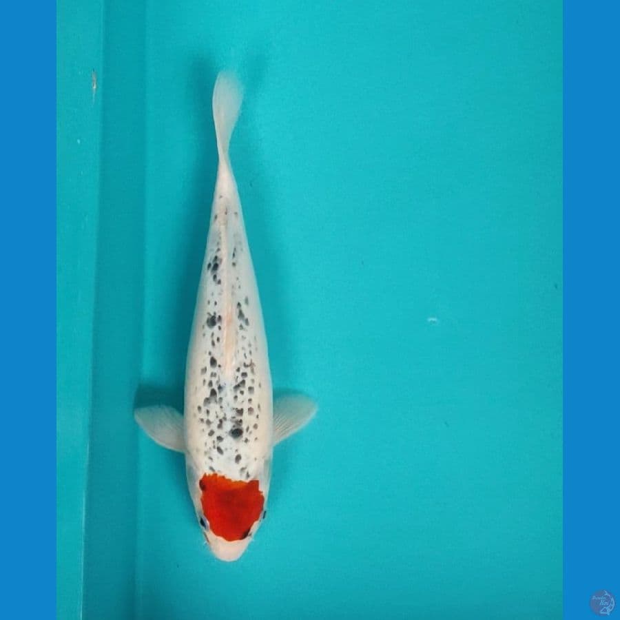 tancho goshiki 28cm