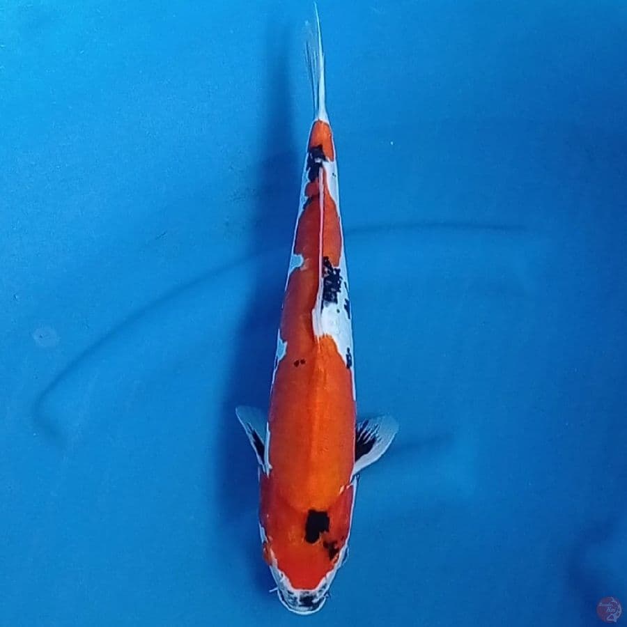 Showa doitsu murni 35 cm