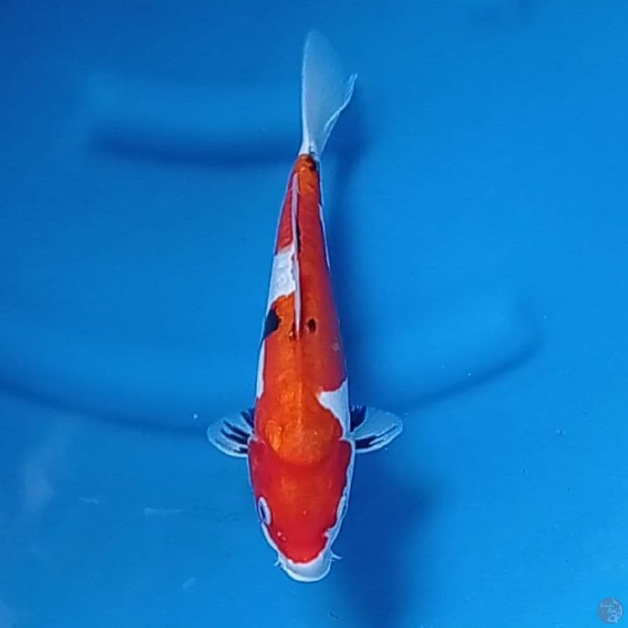 Showa doitsu 26 cm
