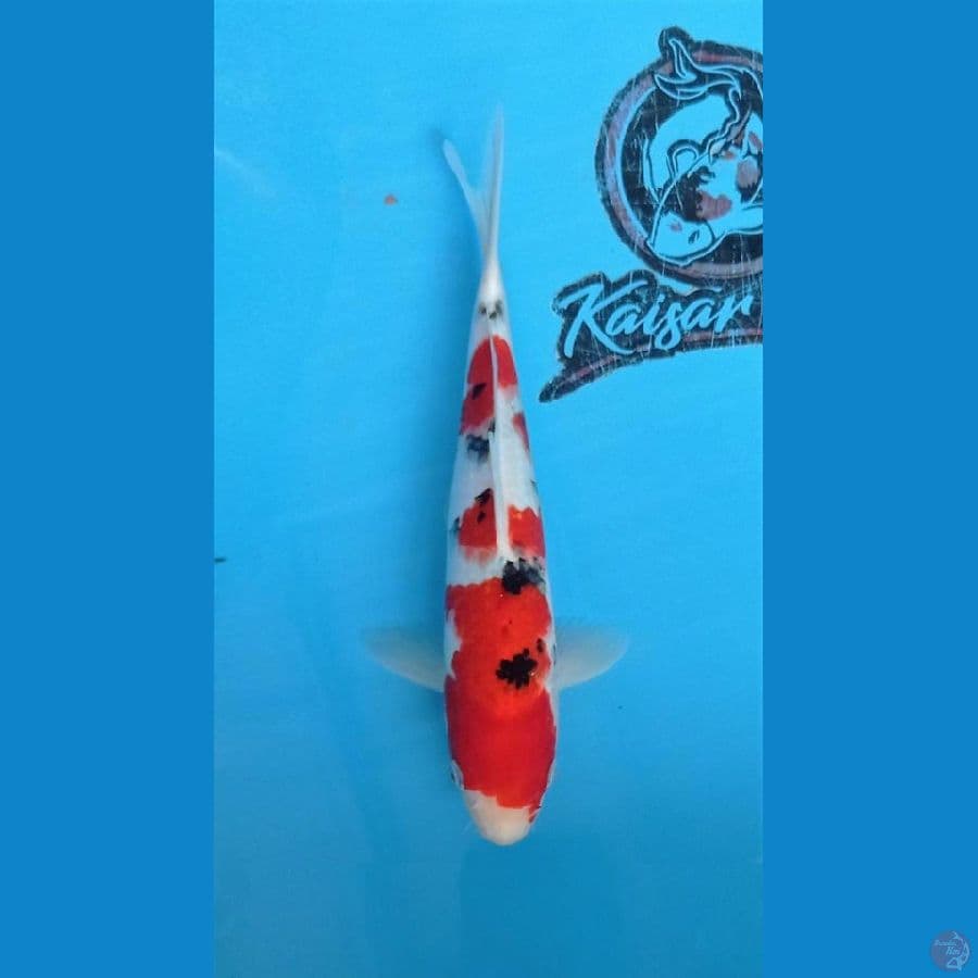 KAISAR - SANKE_HQ_STRONG_27CM_JANTAN