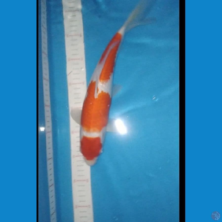 Maruten Kohaku 33 cm