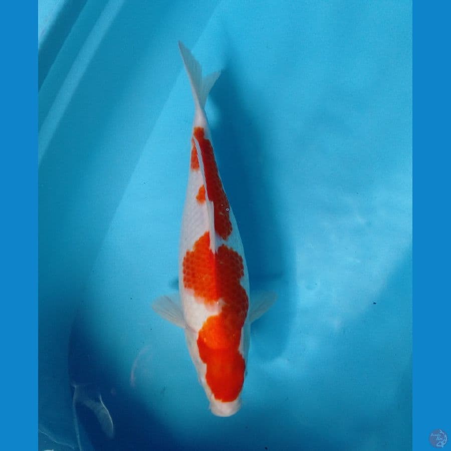 35cm f