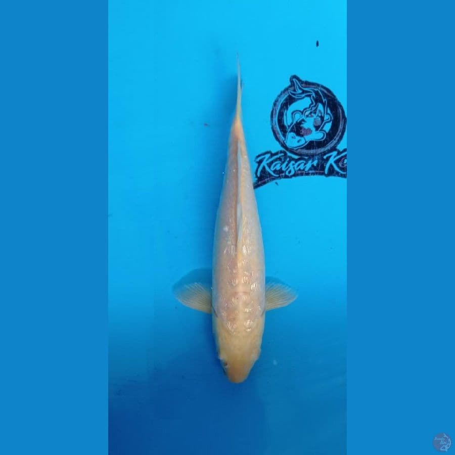 KAISAR - KARASI_KARAMEL _ARAGOKE_36CM_BETINA